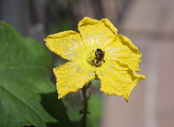 Luffa-acutangula-Flower-2-JWB22 copy