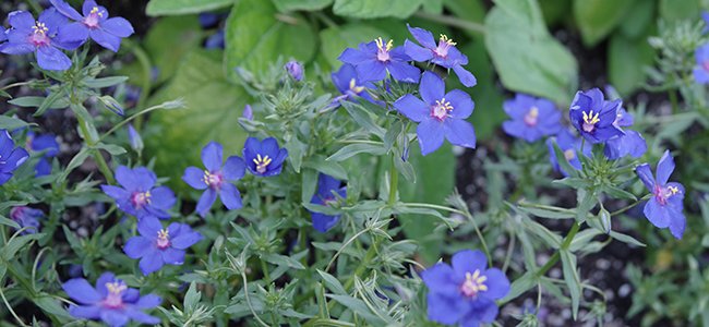 Lysimachia