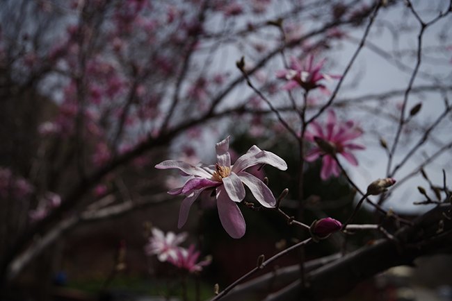 Magnolia-loebneri-&#x27;Leonard-Messel&#x27;-Flower-Spring-HMS23