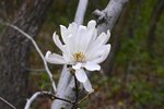 Magnolia-stellata-'Royal-Star'-Flower-2-GLE21.JPG