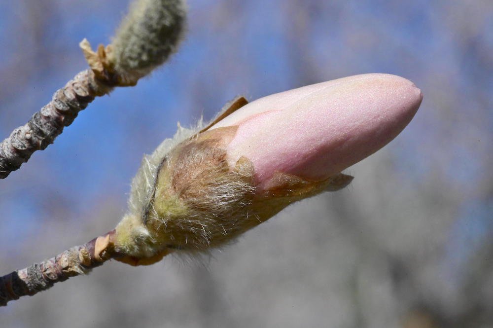 Magnolia-stellata-'Royal-Star'-Flower-Bud-1-GLE21.JPG