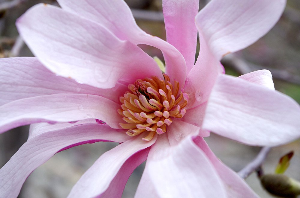 Magnolia X loebneri 'Leonard Messel' Flower JWB13.JPG