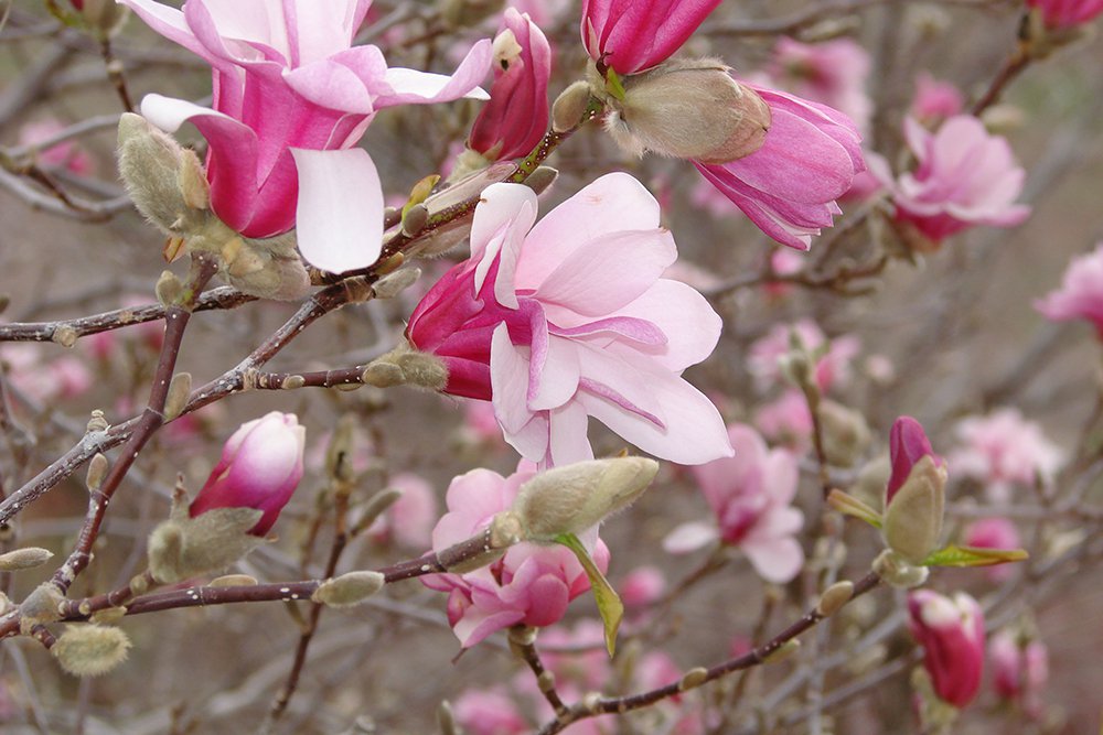 Magnolia X loebneri 'Leonard Messel' Flower Side JWB13.JPG