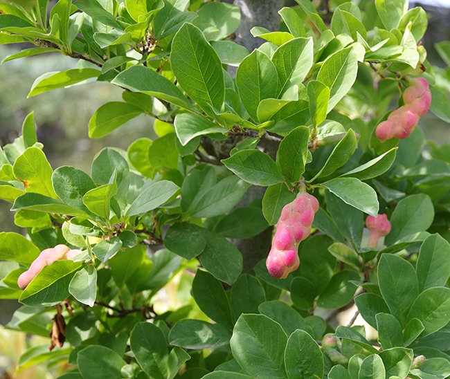 Magnolia