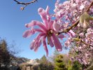 Magnolia loebneri 'Leonard Messel' Flower 2 HMS16.JPG