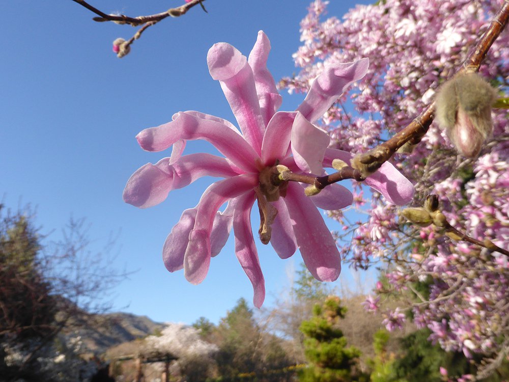 Magnolia loebneri 'Leonard Messel' Flower 2 HMS16.JPG