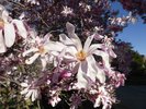 Magnolia loebneri 'Leonard Messel' Flowers HMS16.JPG