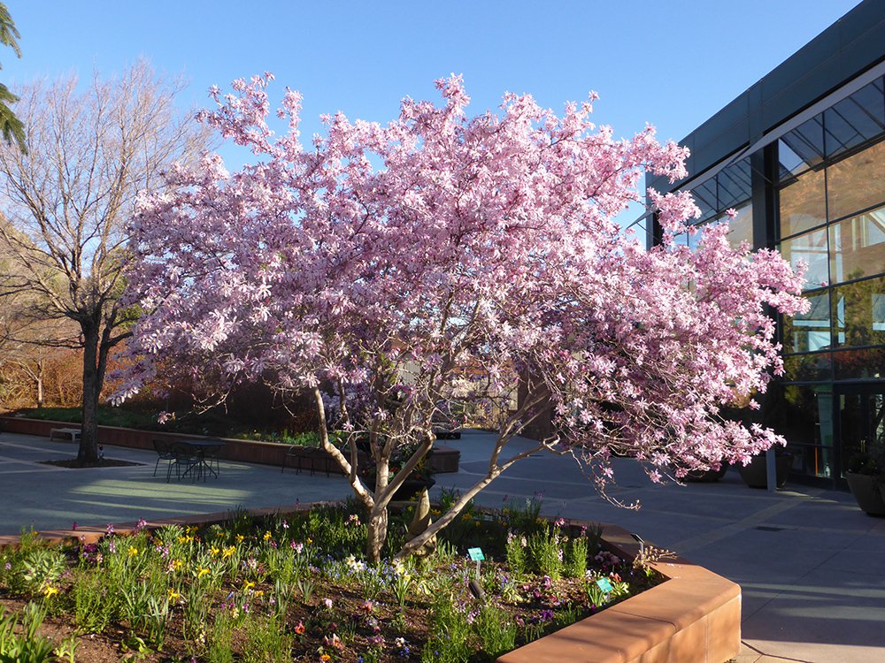 Magnolia loebneri 'Leonard Messel' Habit HMS16.JPG