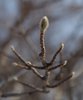 Magnolia stellata 'Royal Star' Bud HMS16.JPG