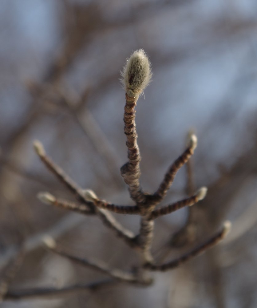 Magnolia stellata 'Royal Star' Bud HMS16.JPG
