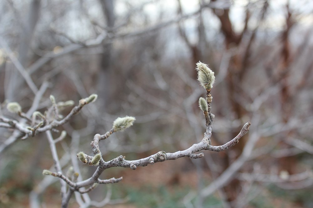 Magnolia stellata 'Royal Star' Bud SQS13.JPG