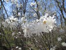 Magnolia stellata 'Royal Star' Flower .JPG