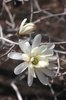 Magnolia stellata 'Royal Star' Flower 1 AJJ16.JPG