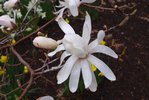 Magnolia stellata 'Royal Star' Flower 2 JWB19.JPG
