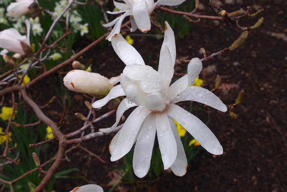 Magnolia stellata 'Royal Star' Flower 2 JWB19.JPG