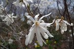Magnolia stellata 'Royal Star' Flower 3 HMS16.JPG