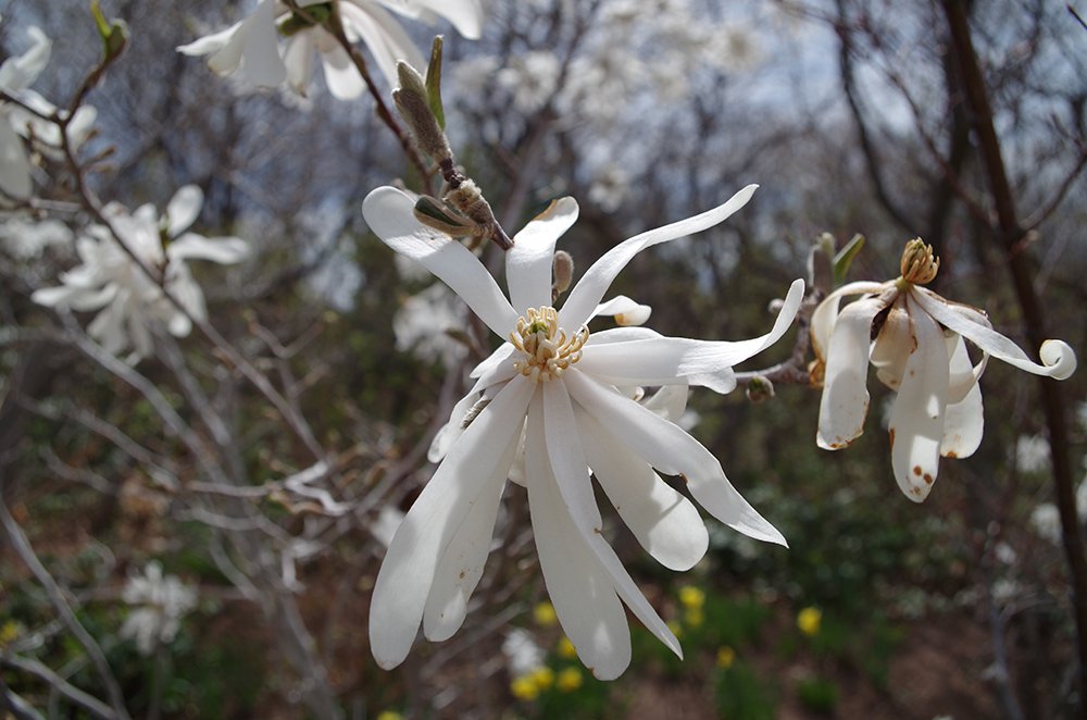 Magnolia stellata 'Royal Star' Flower 3 HMS16.JPG