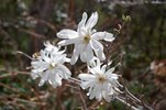 Magnolia stellata 'Royal Star' Flower 4 HMS16.JPG