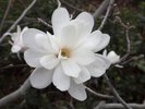 Magnolia stellata 'Royal Star' Flower JWB17.JPG