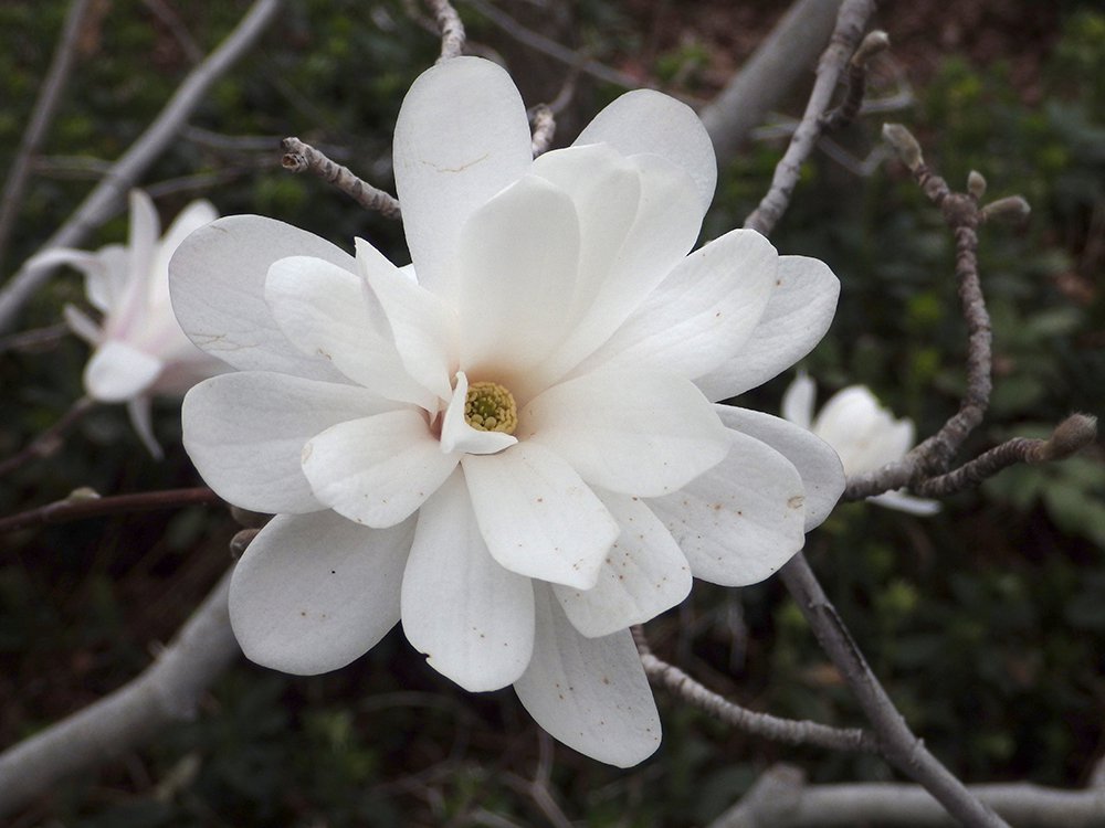 Magnolia stellata 'Royal Star' Flower JWB17.JPG