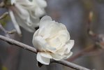 Magnolia stellata 'Royal Star' Opening Flower 1 KA13.JPG