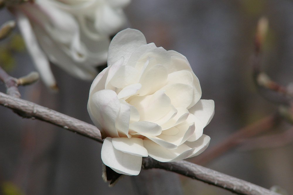 Magnolia stellata 'Royal Star' Opening Flower KA13.JPG