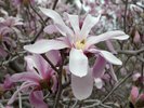 Magnolia x loebneri 'Leonard Messel' Flower 2 JWB18.JPG