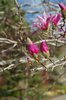 Magnolia x loebneri 'Leonard Messel' Flower Bud SQS15.JPG