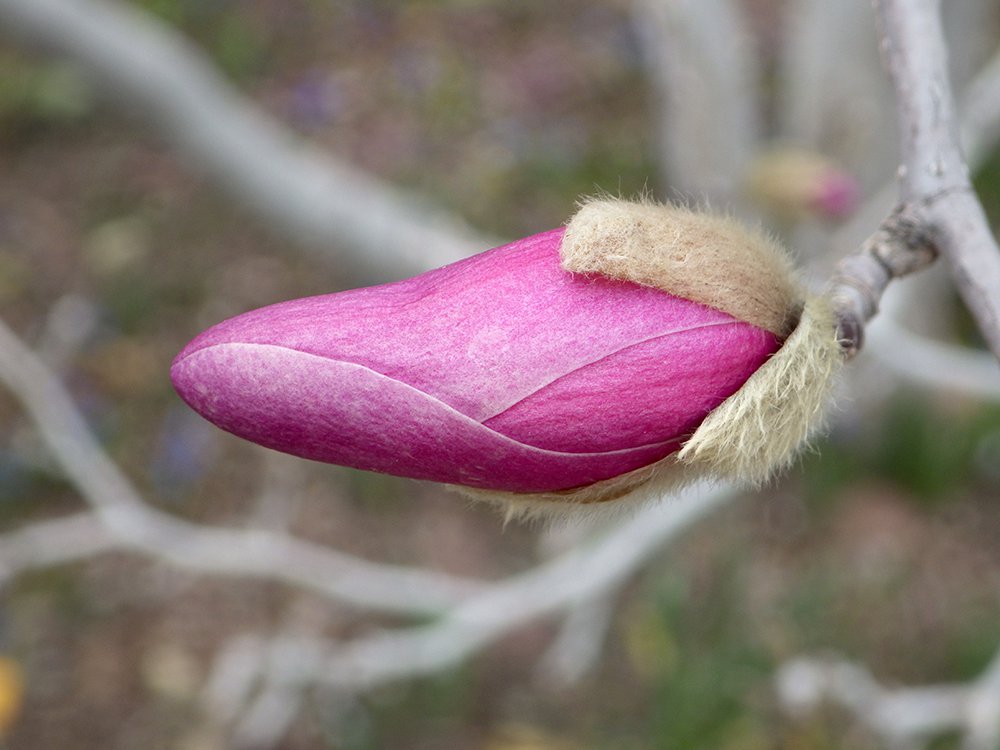 Magnolia x loebneri 'Leonard Messel' Flower Bud JWB18.JPG