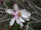 Magnolia x loebneri 'Leonard Messel' Flower Front 1 JWB18.JPG