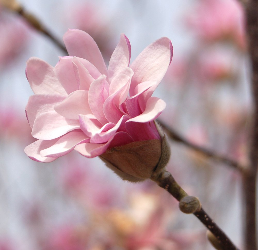 Magnolia x loebneri 'Leonard Messel' Flower JWB.JPG
