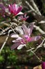 Magnolia x loebneri 'Leonard Messel' Flower SQS15.JPG