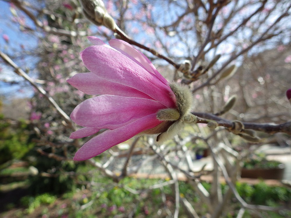 Magnolia x loebneri 'Leonard Messel' Flower Side JWB15.JPG