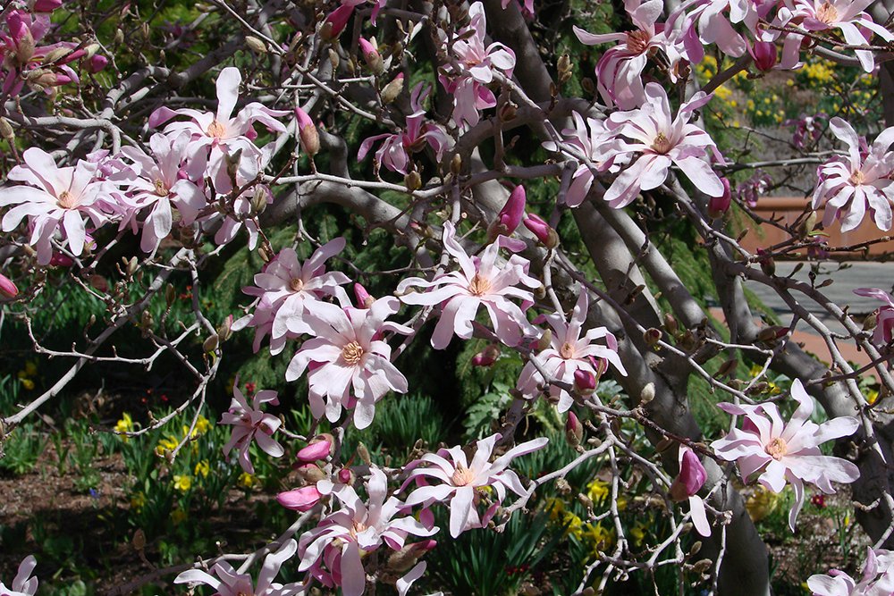 Magnolia x loebneri 'Leonard Messel' Flowers GG12.JPG