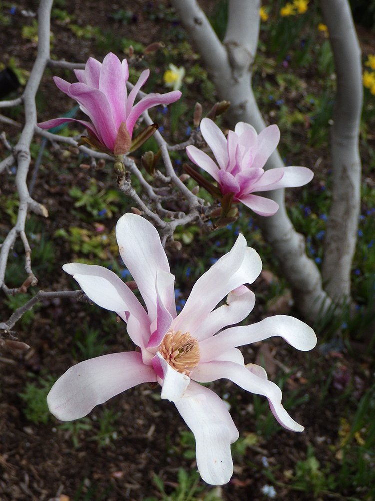 Magnolia x loebneri 'Leonard Messel' Flowers JWB17.JPG