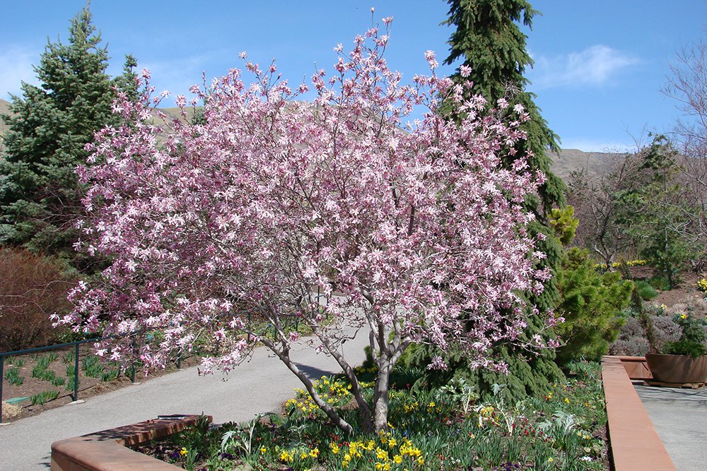 Magnolia x loebneri 'Leonard Messel' Habit GG12.JPG
