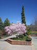 Magnolia x loebneri 'Leonard Messel' Habit in Bloom JWB16.JPG