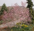 Magnolia x loebneri 'Leonard Messel' Habit in Flower JWB.JPG