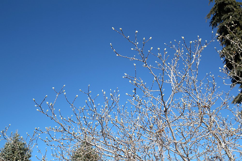 Magnolia x loebneri 'Leonard Messel' Winter Bud SQS15.JPG