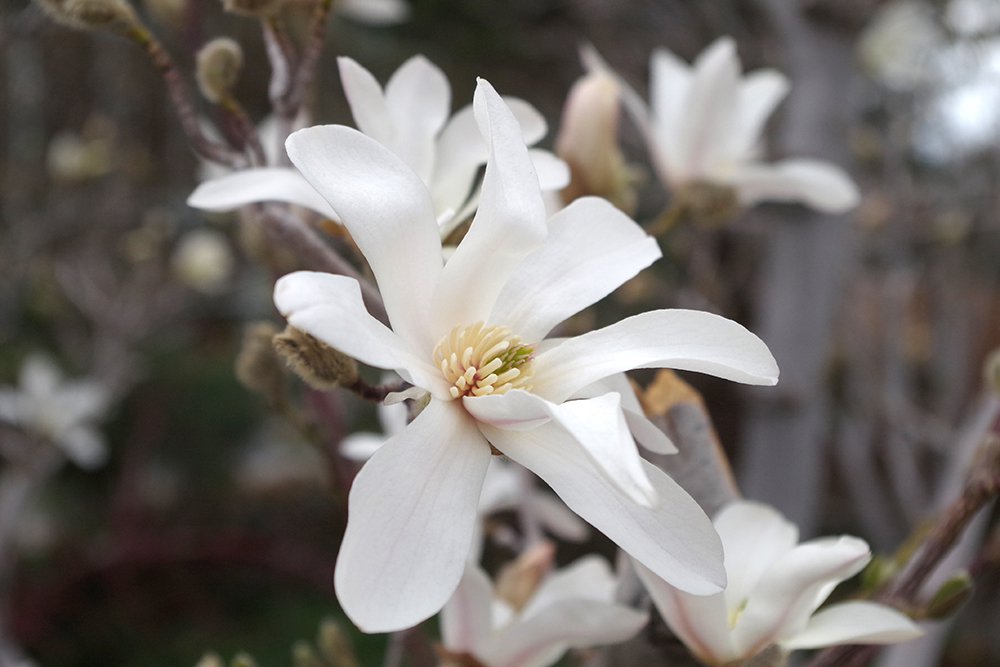 Magnolia x loebneri 'Merrill' Flower 1 MJD19.JPG