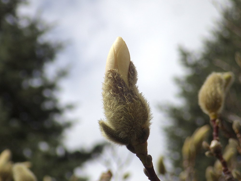 Magnolia x loebneri 'Merrill' Flower Emerging HMS16.JPG