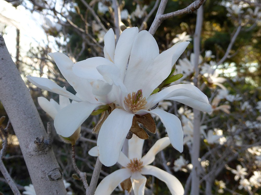 Magnolia x loebneri 'Merrill' Flower HMS16.JPG