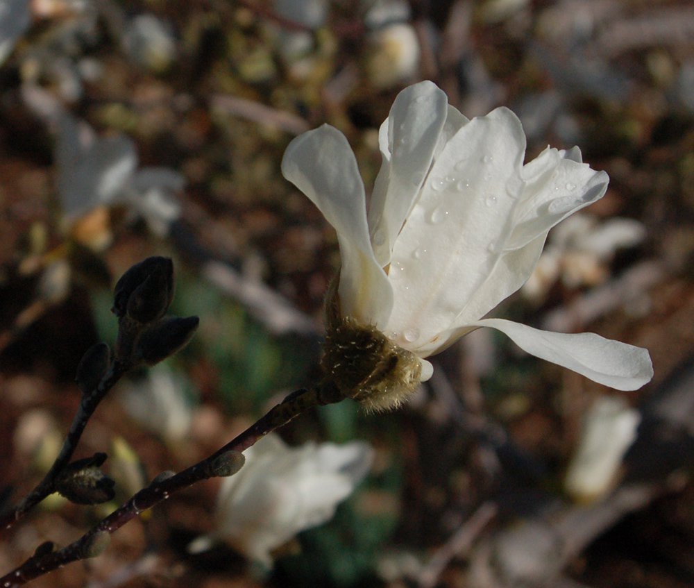 Magnolia x loebneri 'Merrill' Flower Side JWB.JPG