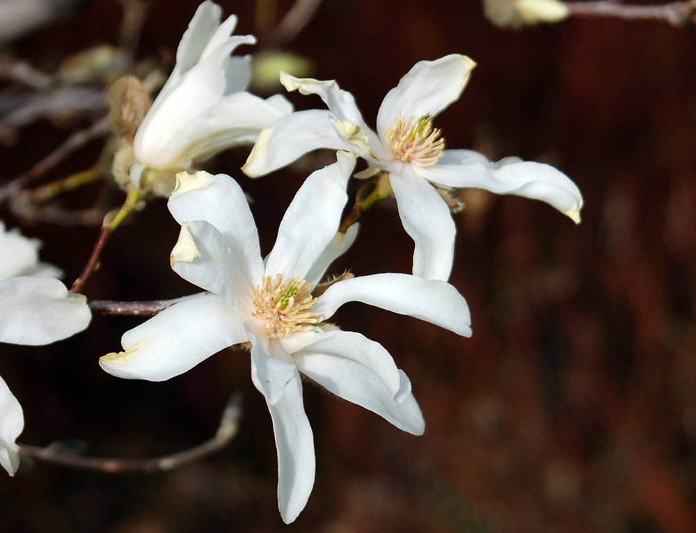 Magnolia x loebneri 'Merrill' Flowers JWB.JPG