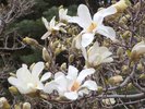 Magnolia x loebneri 'Merrill' Flowers JWB16.JPG