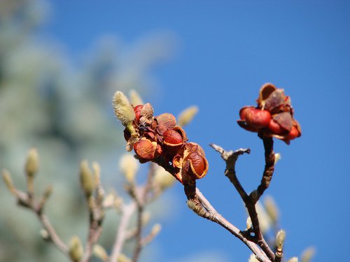 Magnolia x loebneri 'Merrill' Fruit.JPG