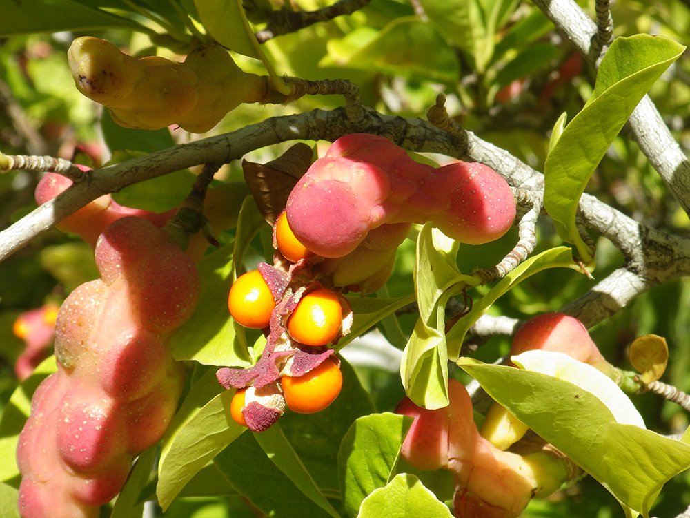 Magnolia x loebneri 'Merrill' Fruit 2 HMS16.JPG