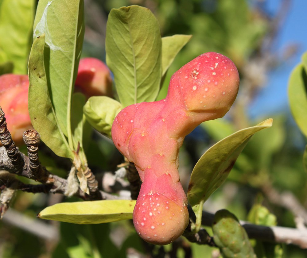 Magnolia x loebneri 'Merrill' Fruit 2 SA12.JPG