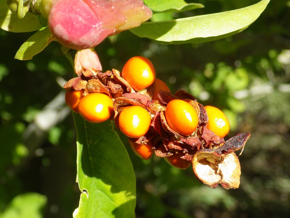 Magnolia x loebneri 'Merrill' Fruit 3 HMS16.JPG