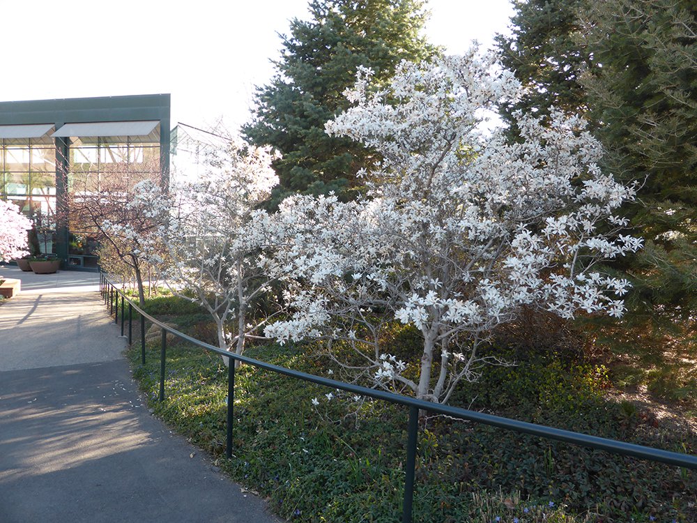 Magnolia x loebneri 'Merrill' Habit HMS16 .JPG